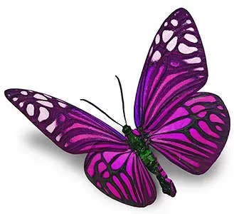 butterfly-different-species-jewelry.webp