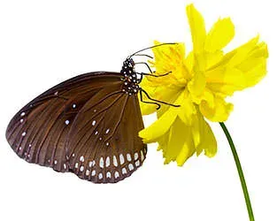 flower-nectar-feeding-butterfly.webp