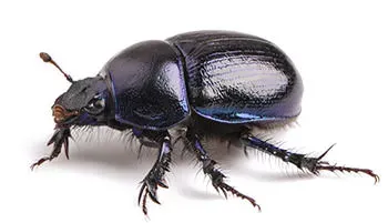 beetle-egyptian-scarab-history-gemstones.webp