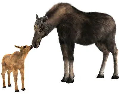 canada_moose_mother_and_calf.webp