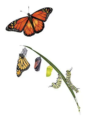 life-cycle-butterfly-caterpillar.webp