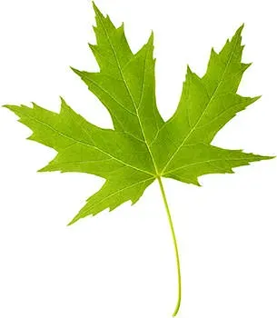 petalite-origin-of-name-leaf.webp