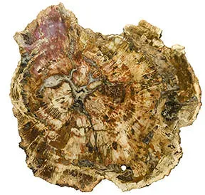 agate-petrified-wood.webp