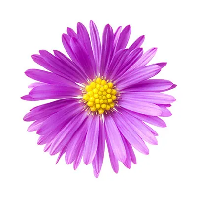 aster.webp