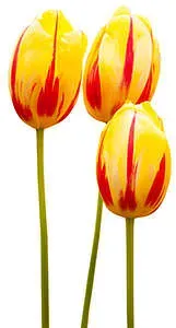 broken-color-tulips.webp