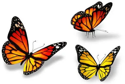 butterflies.webp