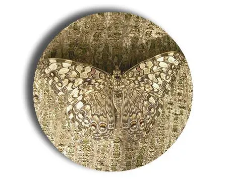 butterfly-camouflage-predator.webp