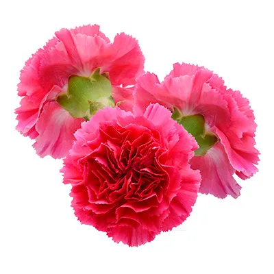 carnation.webp