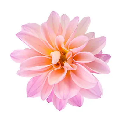 chrysanthemum.webp