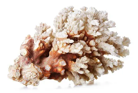 Coral Meaning, Powers and History
