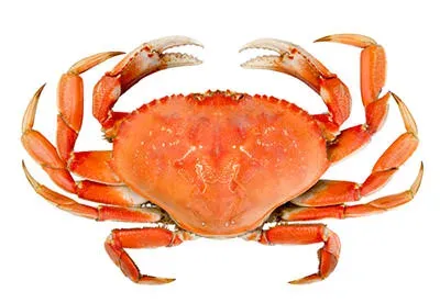 crab-gemstone-myths-history.webp