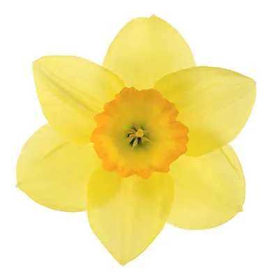 daffodil.webp