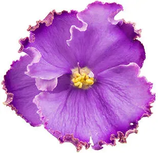 dumortierite-violet-color-properties.webp