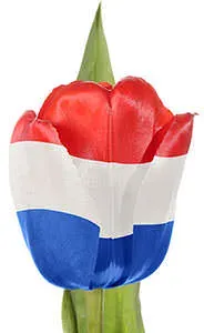 dutch-tulips-facts-history.webp