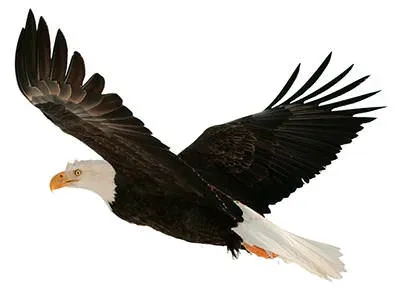 eagle-myths-superstitions-precious-gems.webp