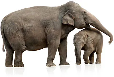 elephant_mother.webp