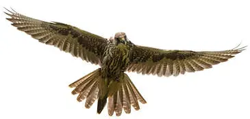 falcon-topaz-facts-history-gemstone.webp