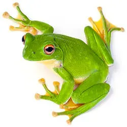 frog-aquamarine-history.webp