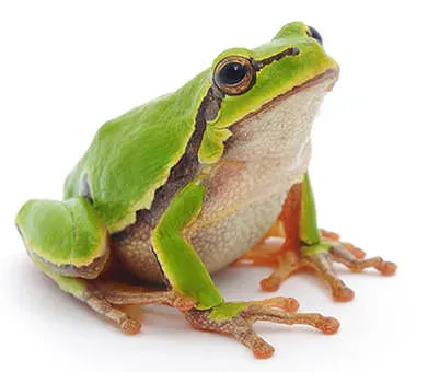 frog-talisman-precious-stones.webp