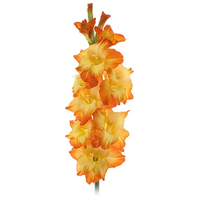 gladiolus.webp