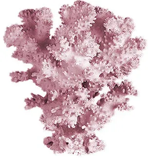 history-of-coral.webp