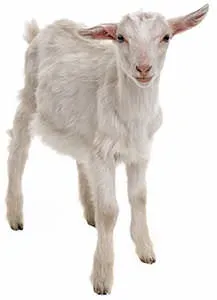 history-of-valentines-day-goat.webp
