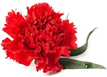 japan_carnation.webp