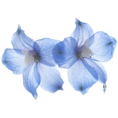 larkspur.webp