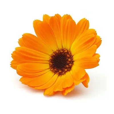 marigold.webp