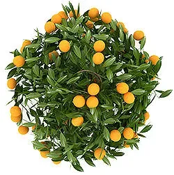orange_bush.webp