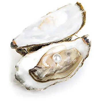 pearl-mollusk-facts-oyster.webp