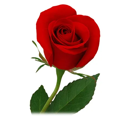 rose.webp