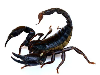 scorpion-gemstones-superstitions-scorpio.webp