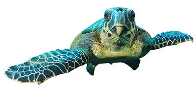 sea-turtle-facts-history.webp