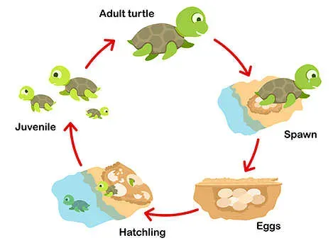 sea-turtle-life-cycle.webp