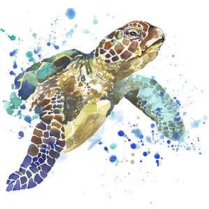sea-turtle-picture-size.webp