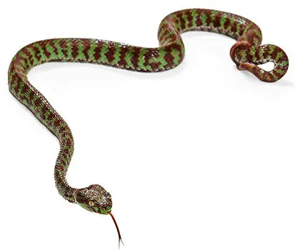 serpent-serpentine-history-facts.webp