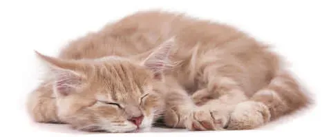sleeping_cat.webp