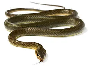 snake-carbuncle-myths-lore.webp