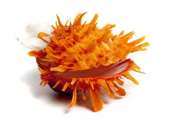 spondylus-jewelry-central-america.webp