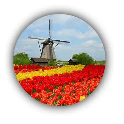 tulip-field-holland.webp