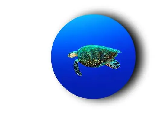 underwater-sea-turtle-swimming.webp