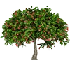 Apple Tree