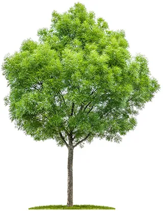 Ash Tree