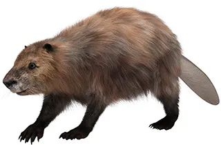Beaver