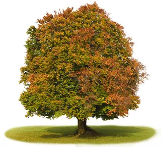 Beech Tree