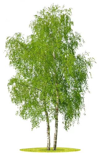 Birch Tree