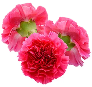 Carnation