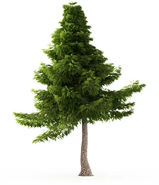 Cedar Tree