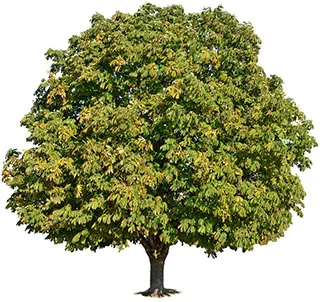 Chestnut Tree